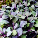 농민농약종묘 이미지