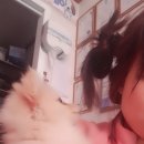 도도네 개집 이미지