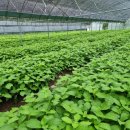 도덕농장 이미지