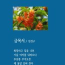 금목서 / 임성구 / 시조집 - 『오랜 시간 골목에 서 있었다』 (2010. 4. 동학사) 이미지