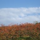 애플크럽 이미지