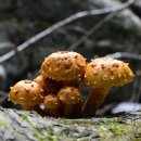 황금버섯 이미지