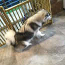 내개로와 이미지