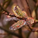 언제나봄 이미지