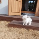 마롱스테이 이미지