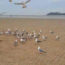 번개 하나개해수욕장 맨발걷기 이미지