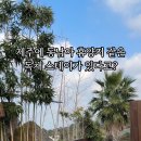 사누르 제주 이미지