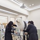 (단기)반려동물미용사(자격증)_주말 | 서울애견미용학원 다니며 강아지미용사 자격증 취득 준비