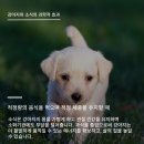 행복한강아지 이미지