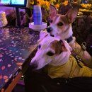 럭셔리애견사랑 | (경기/파주) 애견동반 가능한 제주감성포차 "한라포차" 방문 솔직후기🐶🙋‍♀️🍻