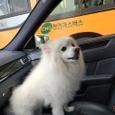 에버그린 펫 클리닉 이미지