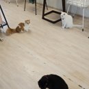 집사의 하루 건대점 | [건대] 방문이 기부가 되는 행복한 유기묘 카페 집사의하루 건대점