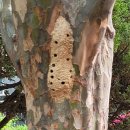 모과나무집 이미지