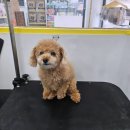 허그멍뭉이# 이미지