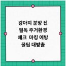 베이비몽 강아지분양 인천청라점 네이버블로그