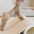 펫바이블 이미지