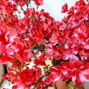 아젤리아 이미지