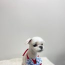 유어펫그루밍 이미지