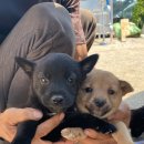 섬강농원 이미지