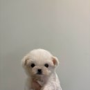 아기강아지 이미지