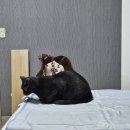 롱달이 | "2024년 여름" 달이의 일상