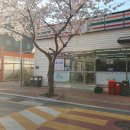 [부산 명지] 벚꽃 보며 맥주 - 팔도 도시락 컵라면과 에딩거헤페 그리고 의성마늘 프랑크