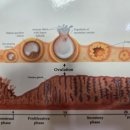 호성한의원 이미지