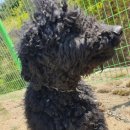 물치천로 이미지