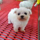 도꾸애견 이미지