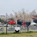 파라다이스 독 | 경기도 안성 소중대형견 운동장 파라다이스독