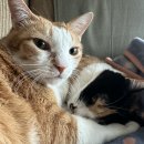 다다그루밍 이미지