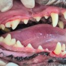 상일 쓰담쓰담 동물병원 이미지