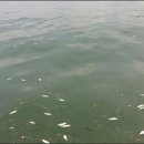 묘도(창촌마을) 이미지