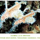 피쉬피쉬 이미지