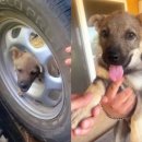 제우스타이어 이미지