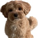 뽀송하개 재워줄개 이미지