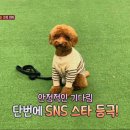 펫마인드 이미지