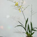 온숲 플랜트