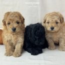 토이켄넬 이미지