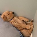 도미라마라탕 이미지