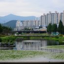 천내교 Daum카페
