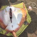 봉돌이봉순이 한옥민박 | 전남고흥 거금도 펜션 꽁짜배타고 꽁짜회먹고 가성비최고였던 힐링여행~!!