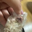 강아지링웜치료기간 링웜증상 링웜치료후기 기나긴싸움이 끝나는 중