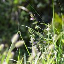 강아지풀 이미지