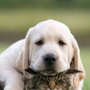 강아지와 고양이 이미지
