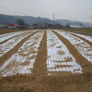 시산농장 이미지