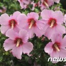 무궁화 행정사무소 이미지