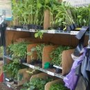 제일농약종묘사 이미지