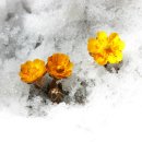 원일초등학교 이미지