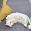 베키보육원 네이버블로그